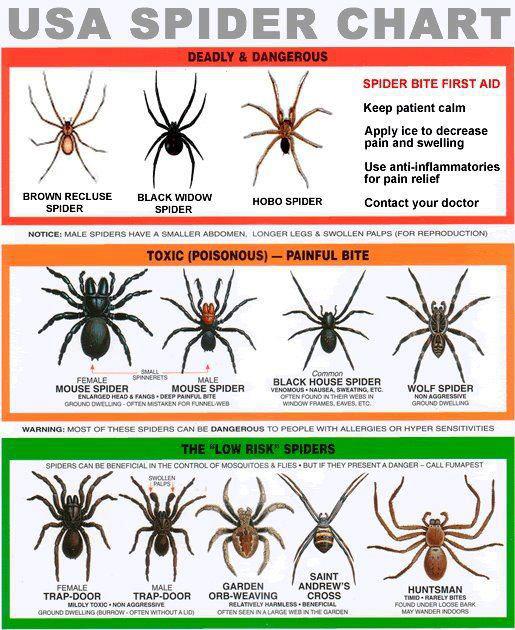 black widow spider bite dog black widow spider bite dog